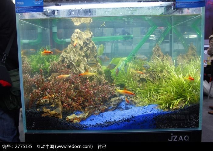 魚缸相片（魚缸裝飾品購買指南客廳魚缸布置技巧室內魚缸裝修效果圖）