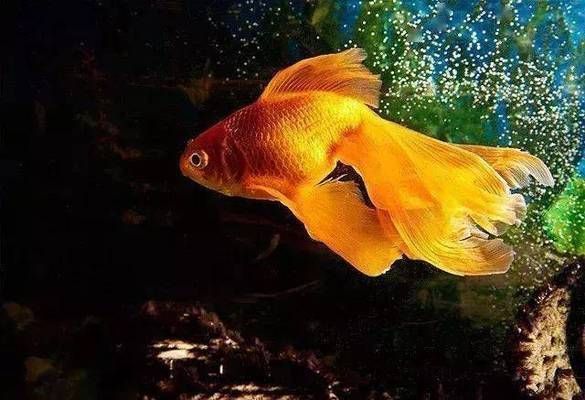魚缸相片（魚缸裝飾品購買指南客廳魚缸布置技巧室內魚缸裝修效果圖）