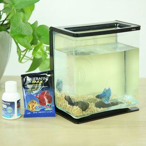 藍(lán)底魚(yú)缸養(yǎng)金龍魚(yú)好不好：在藍(lán)底魚(yú)缸中養(yǎng)金龍魚(yú)之前需要了解金龍魚(yú)的生活習(xí)性和需求 藍(lán)底魚(yú)缸養(yǎng)金龍魚(yú)好不好：在藍(lán)底魚(yú)缸中養(yǎng)金龍魚(yú)之前需要了解金龍魚(yú)的生活習(xí)性和需求 龍魚(yú)百科 第2張