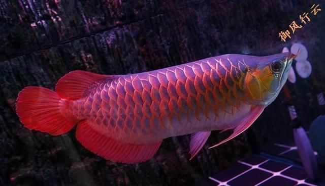 紅龍魚象征：紅龍魚在中國文化中具有豐富的內涵