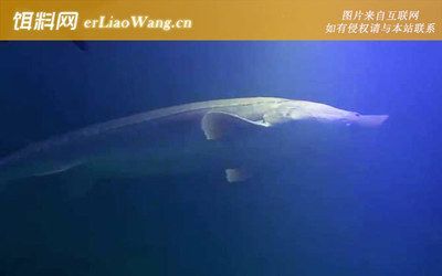 劍骨魚貴還是尋龍魚貴【劍骨魚與尋龍魚價格差異】