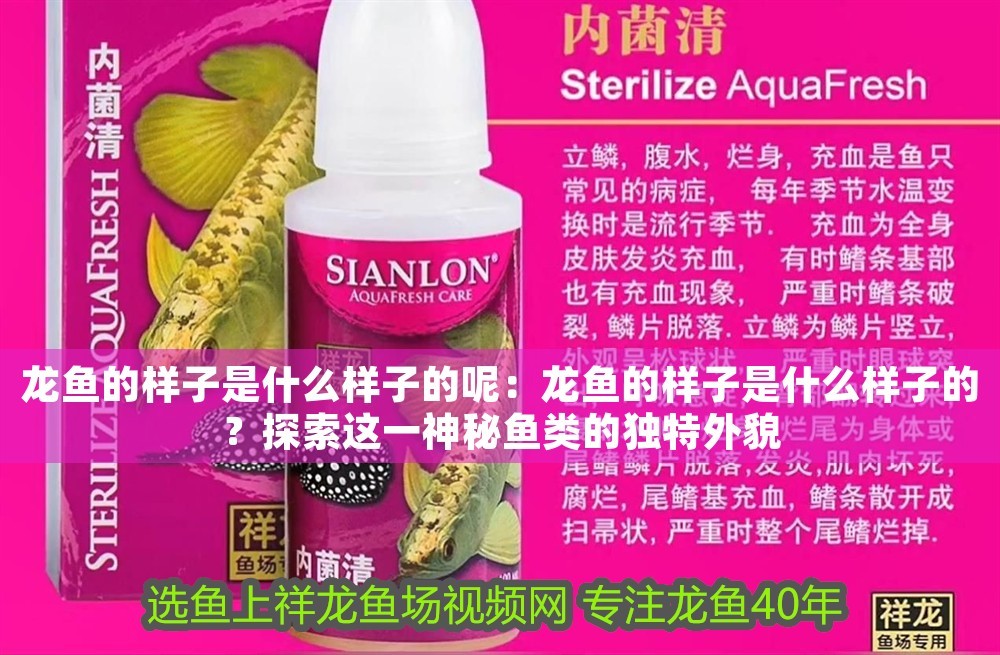 龍魚的樣子是什么樣子的呢：龍魚的樣子是什么樣子的？探索這一神秘魚類的獨特外貌