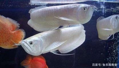 龍魚的觀賞價值有哪些種類的：龍魚的觀賞價值 龍魚的觀賞價值有哪些種類的：龍魚的觀賞價值 龍魚百科 第2張