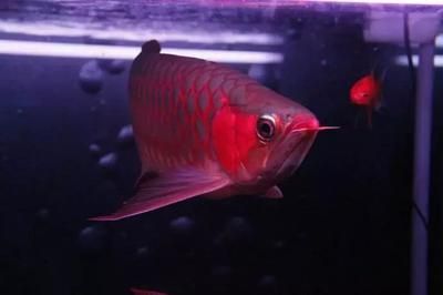 龍魚鱗片變薄怎么處理干凈：龍魚鱗片變薄怎么處理