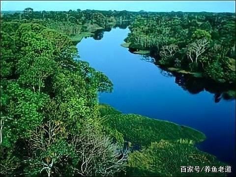 龍魚有沒有野生的