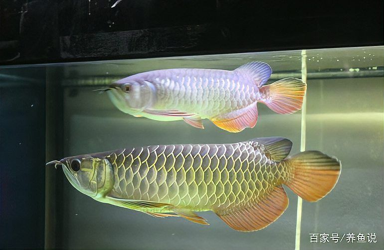 金龍貴還是紅龍貴？