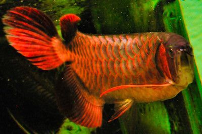 紅龍魚圖片：紅龍魚圖片欣賞