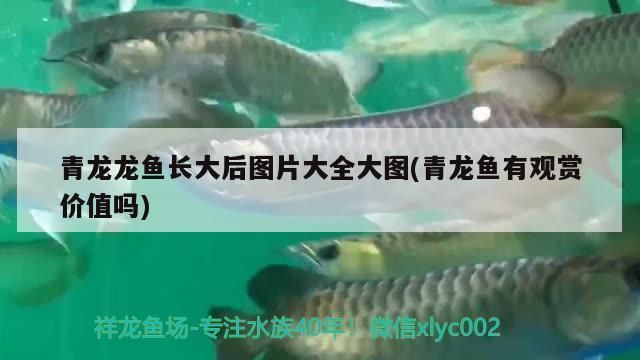 青龍魚有觀賞價值嗎