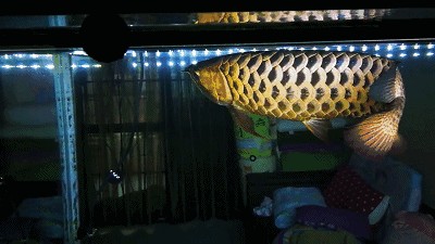 青龍魚有觀賞價值嗎