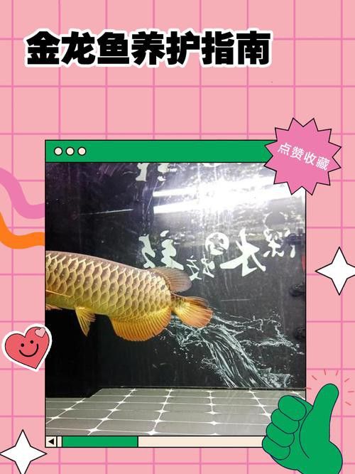 金龍魚張嘴呼吸不吃食