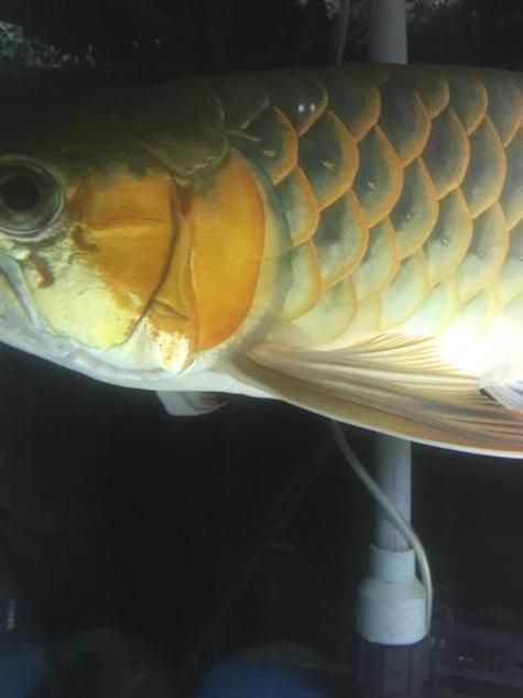龍魚水霉圖片 龍魚水霉圖片 龍魚百科 第8張