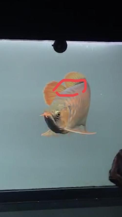 龍魚水霉圖片 龍魚水霉圖片 龍魚百科 第9張