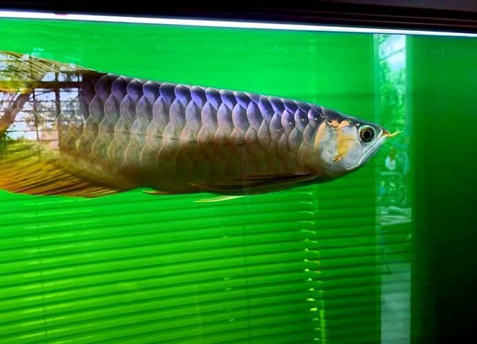 龍魚水霉圖片 龍魚水霉圖片 龍魚百科 第10張