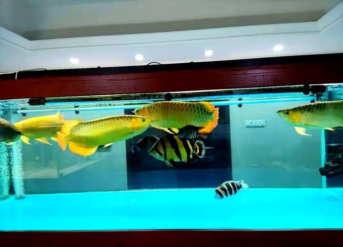 龍魚水霉圖片 龍魚水霉圖片 龍魚百科 第16張