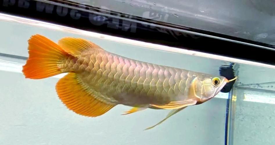 龍魚水霉圖片 龍魚水霉圖片 龍魚百科 第15張
