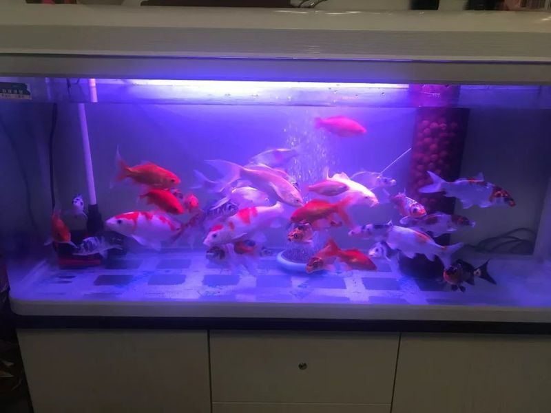 龍魚水霉圖片 龍魚水霉圖片 龍魚百科 第31張