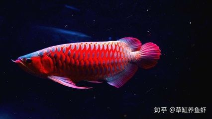 紅龍魚飼養(yǎng)方法（紅龍魚的飼養(yǎng)方法） 紅龍魚飼養(yǎng)方法（紅龍魚的飼養(yǎng)方法） 龍魚百科 第4張