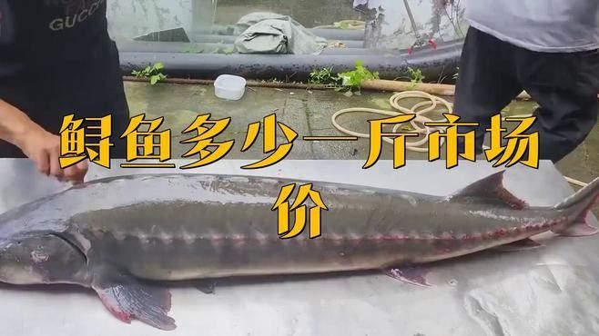 鱘龍魚多少錢一條