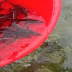 鱘龍魚多少錢一條