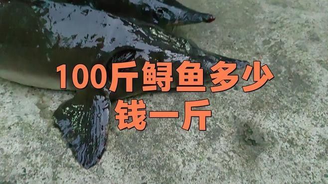 鱘龍魚多少錢一條