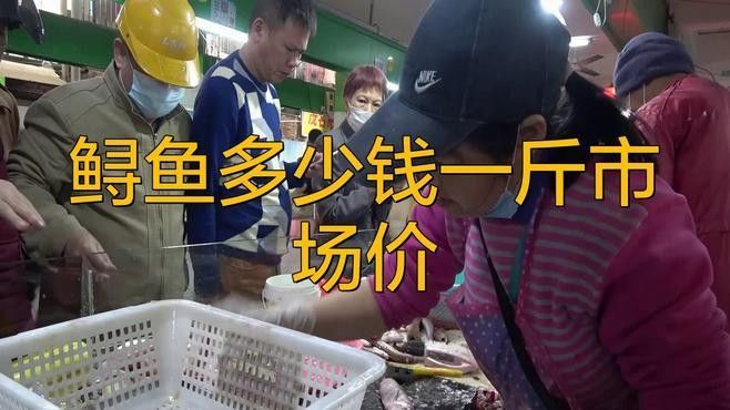 鱘龍魚多少錢一條