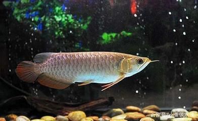 龍魚(yú)如何分雌雄，如何準(zhǔn)確地區(qū)分龍魚(yú)的性別