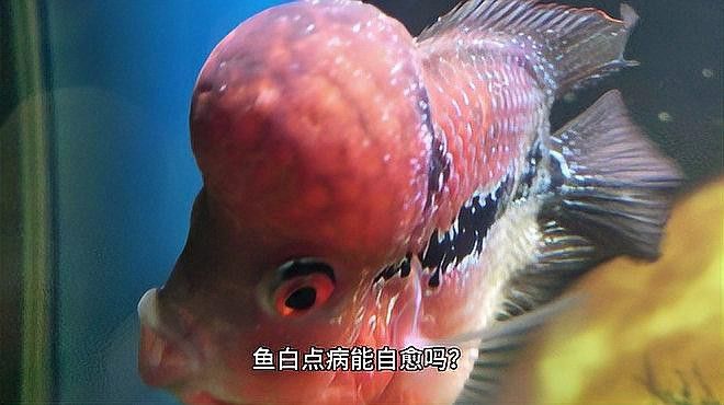 金龍魚眼睛白點病會自愈嗎？