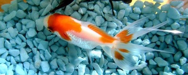 家中養銀龍魚養幾條好風水（銀龍魚養幾條好從五行上來說銀龍魚養幾條風水好）