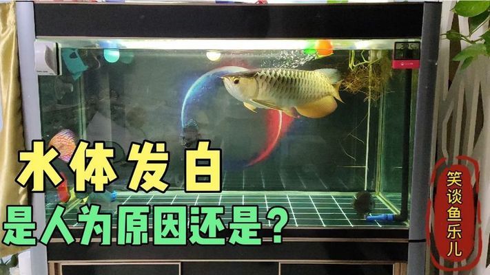 紅龍魚眼睛里有白色物體怎么辦啊圖片大全圖解（紅龍魚眼睛外有白點莫怎么辦）