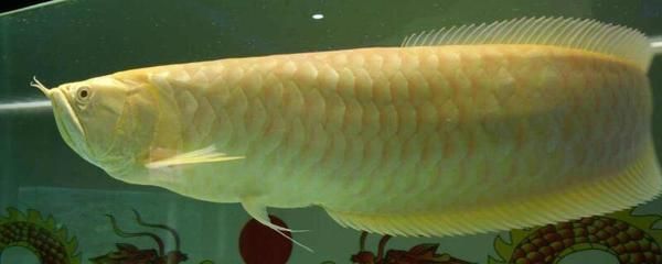 金龍魚品相（金龍魚品相鑒定標準）