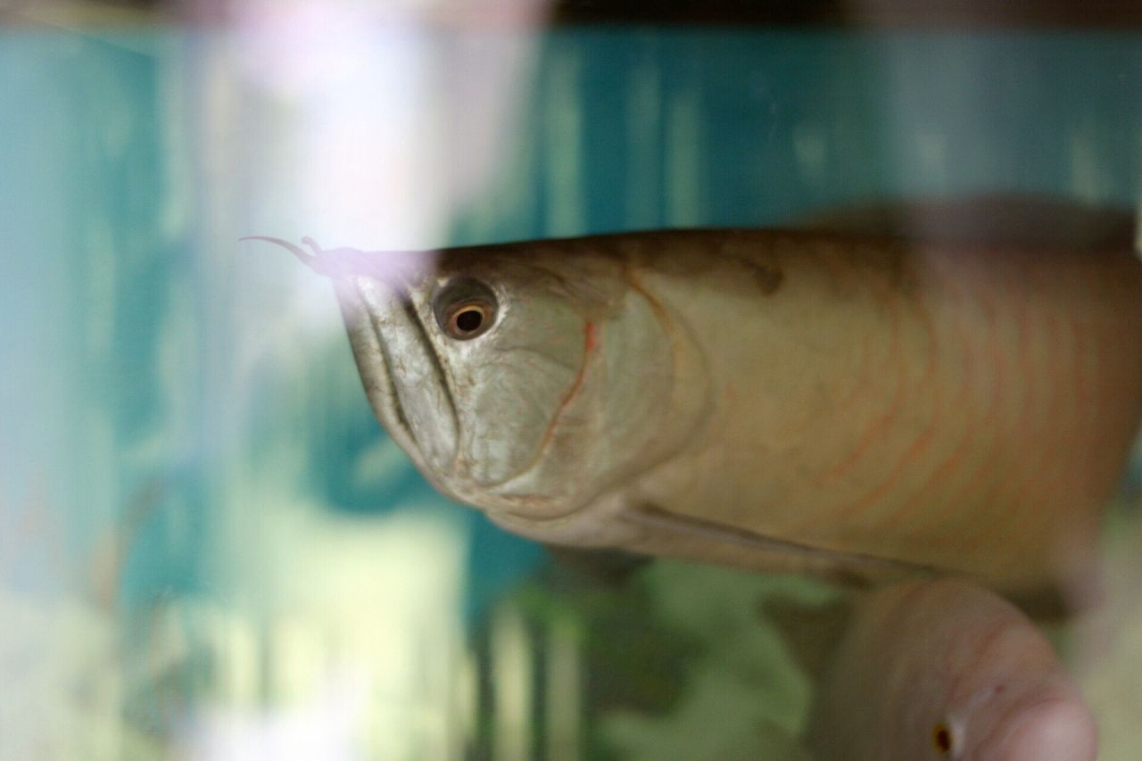 銀龍魚多少度會凍死（銀龍魚在水溫低于18℃至20℃時可能會面臨死亡的風險）