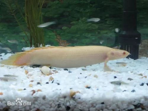 恐龍魚可以長多少大魚，如何判斷恐龍魚的生長潛力