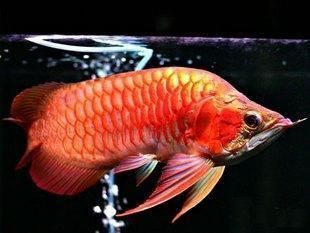 哪里有養龍魚的技術資料（關于養龍魚的技術資料）