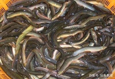 哪里有養龍魚的技術資料（關于養龍魚的技術資料）