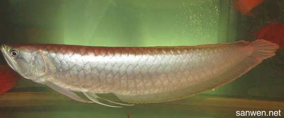 哪里有養龍魚的技術資料（關于養龍魚的技術資料）