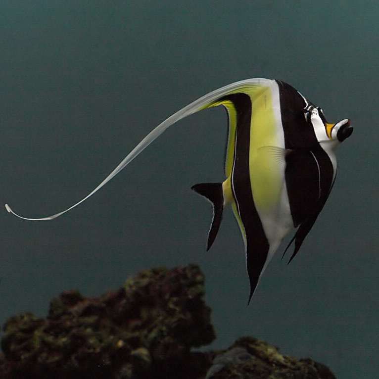 鐮魚