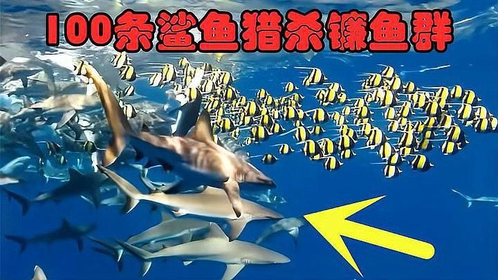 鐮魚