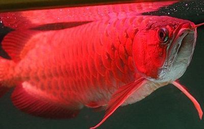 紅龍魚的品種和體型特征，紅龍魚的品種體型和體型特征：紅龍魚品種和體型圖