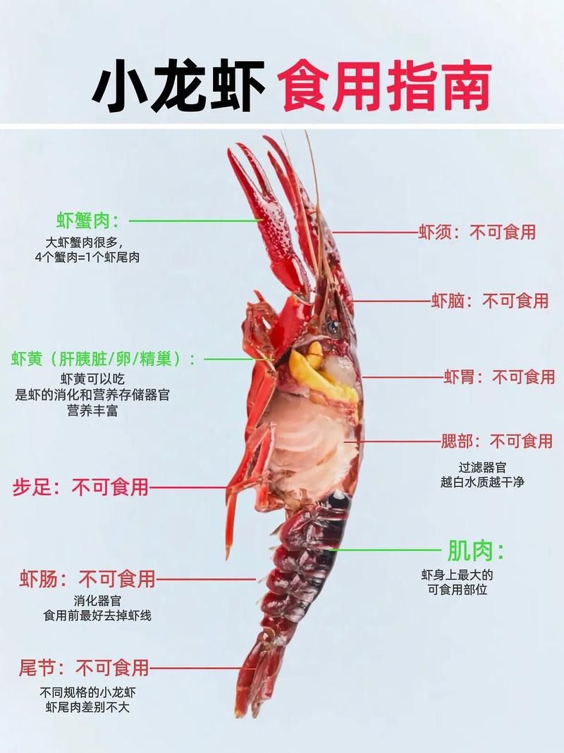 有沒有高清的龍蝦解剖圖？