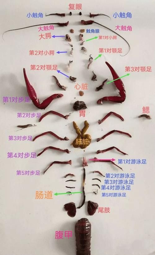 有沒有高清的龍蝦解剖圖？