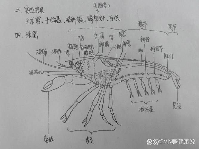 有沒有高清的龍蝦解剖圖？