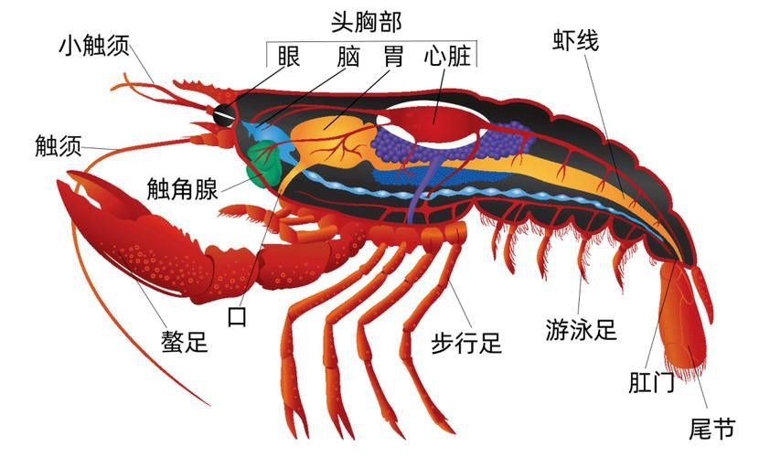 有沒有高清的龍蝦解剖圖？