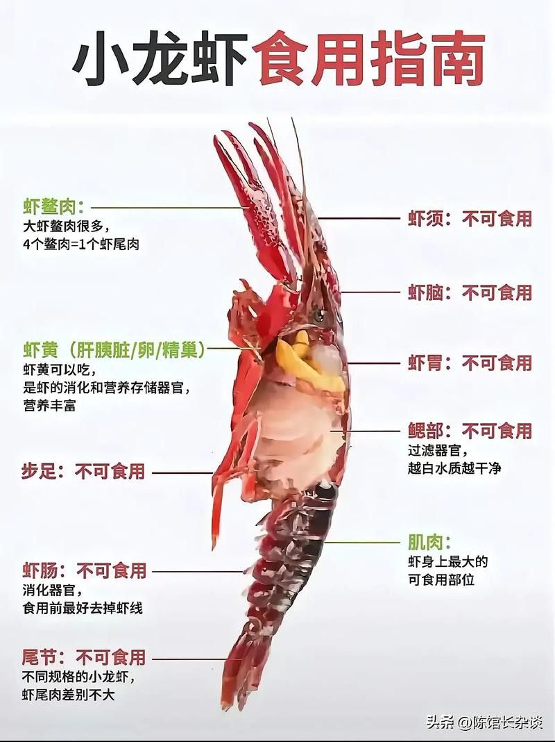有沒有高清的龍蝦解剖圖？