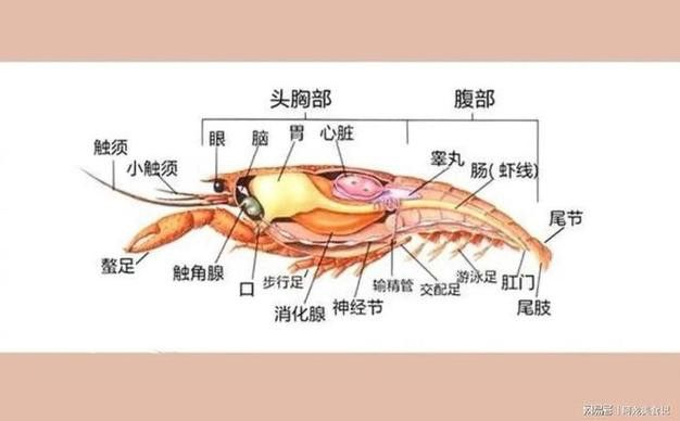 有沒有高清的龍蝦解剖圖？