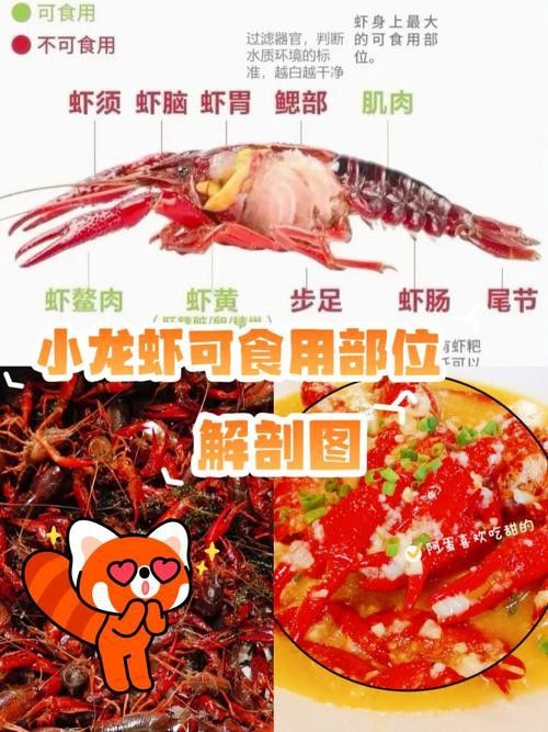 有沒有高清的龍蝦解剖圖？