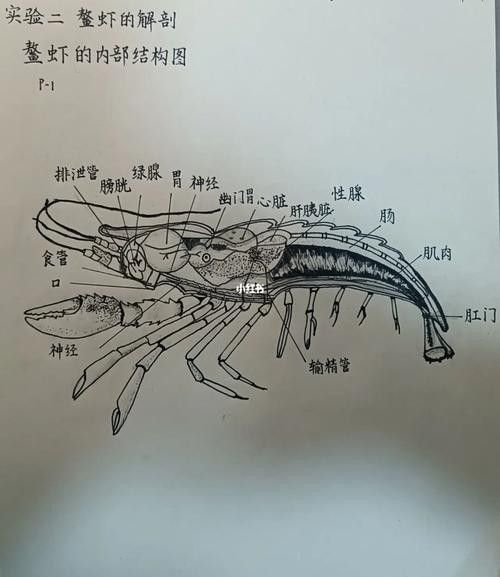 有沒有高清的龍蝦解剖圖？