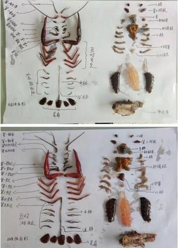 有沒有高清的龍蝦解剖圖？