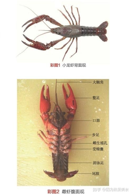 有沒有高清的龍蝦解剖圖？
