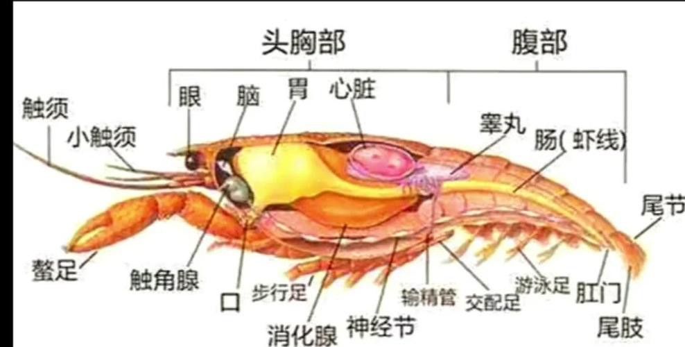 有沒有高清的龍蝦解剖圖？
