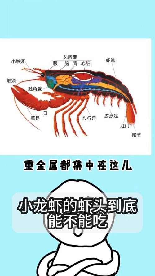 有沒有高清的龍蝦解剖圖？